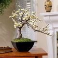 گیلاس بونسای,Cherry Bonsai Tree

